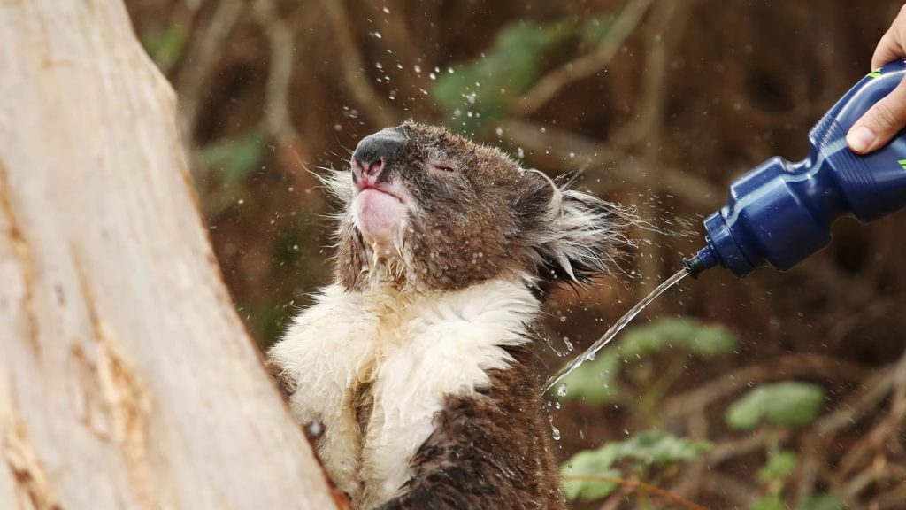 A koala is being squirted with water by a person to cool it down after being caught in a bushfire