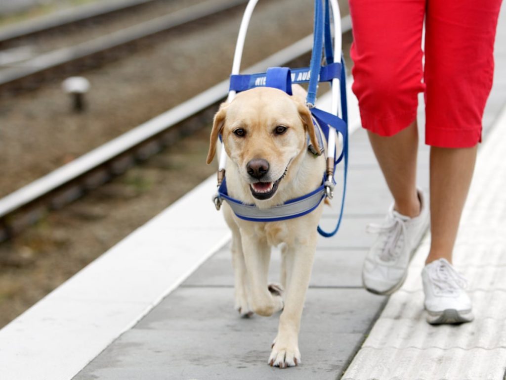 A Guide Dog walks next to its owner along a railway station platform