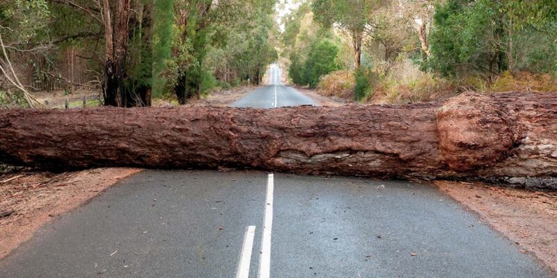 A large tree has fallen over a country road, blocking it completely.